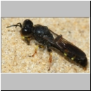 Crabro peltarius - Grabwespe m07 11mm - Sandgrube Niedringhaussee.jpg